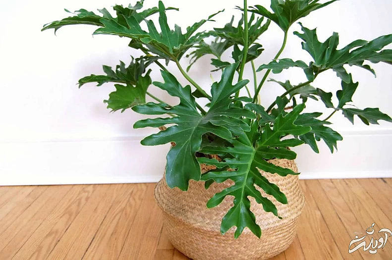 گیاه برگ انجیری